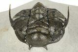 Crotalocephalus (“Cyrtometopus”) Trilobite - Scarce Species #191778-3